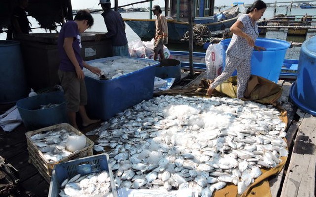 Vụ cá bè chết ở Long Sơn: Doanh nghiệp phải bồi thường