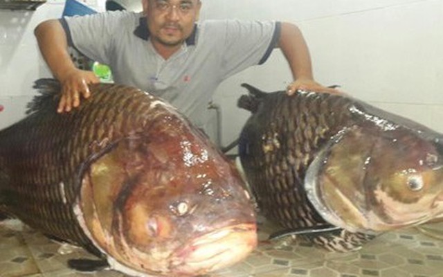 Cặp cá hô khủng từ Lào về Việt Nam