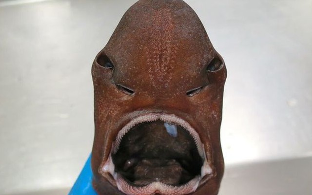 Phì cười gương mặt những con cá mập xấu nhất quả đất