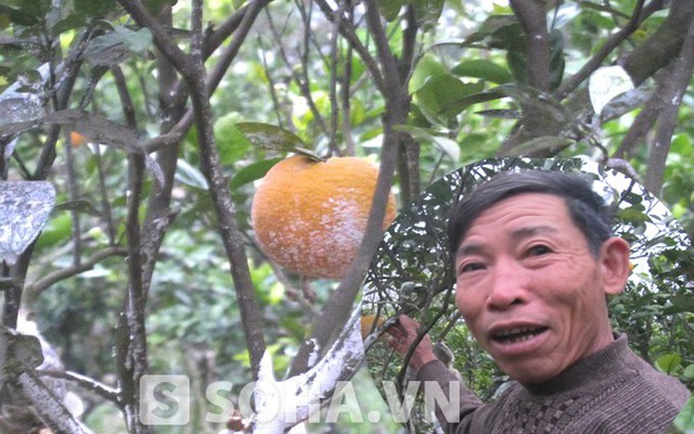 Loại cam "ngự" trên cây 12 tháng, người trồng chẳng dám ăn