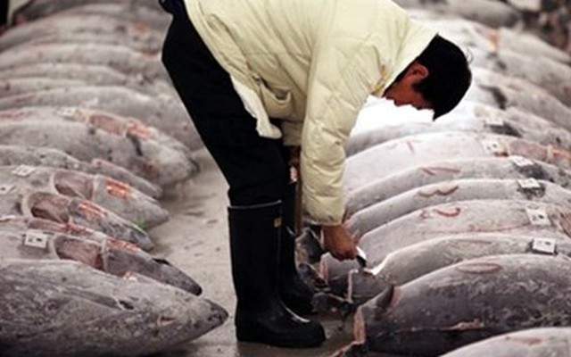 Nhật Bản muốn xây nhà máy chế biến cá ngừ ngay tại Việt Nam