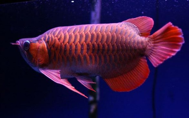 Loài cá đẹp nhất châu Á có giá hàng trăm triệu/con tại Việt Nam
