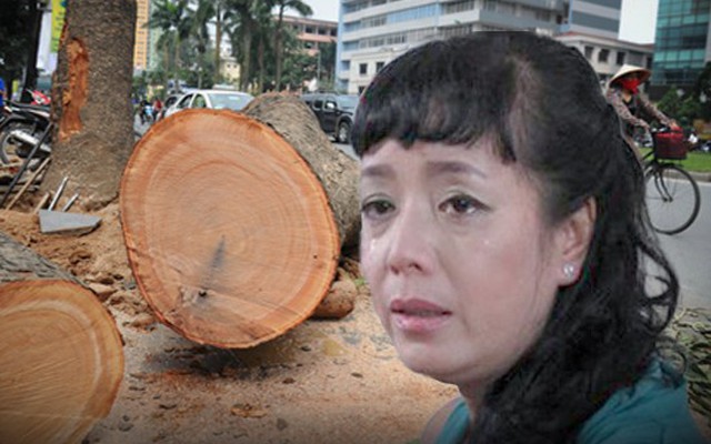 20 câu nói hay và đau xót nhất về vụ chặt cây tại Hà Nội
