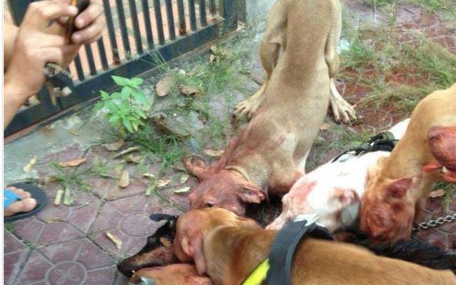 Chủ khóc thét nhìn con chó 10kg bị cắn chết trước cửa nhà ở HN