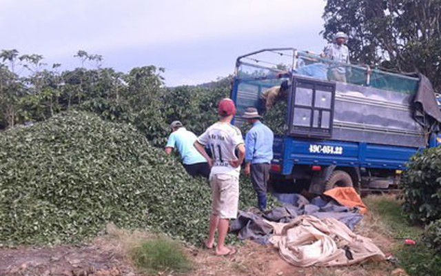 Bà Hà Linh mất, dân trồng trà khốn đốn