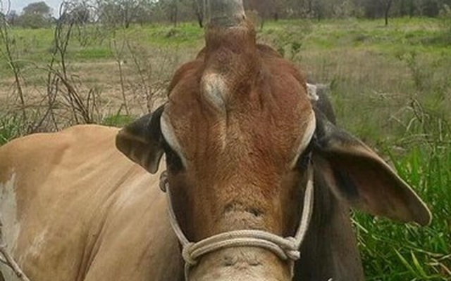 Kinh ngạc chú bò có chiếc sừng lớn trên đầu giống như kỳ lân