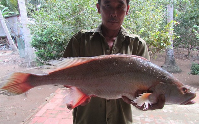 Bến Tre: Con cá lạ nặng 2,5kg được trả giá 200 triệu đồng