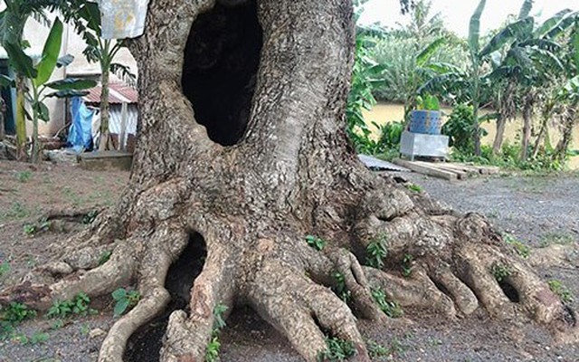 ‘Cụ’ cây kỳ lạ ở cù lao xứ bưởi Đồng Nai
