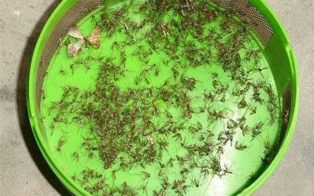 4 "chiêu" quét sạch muỗi, kiến, gián, chuột ra khỏi nhà bạn