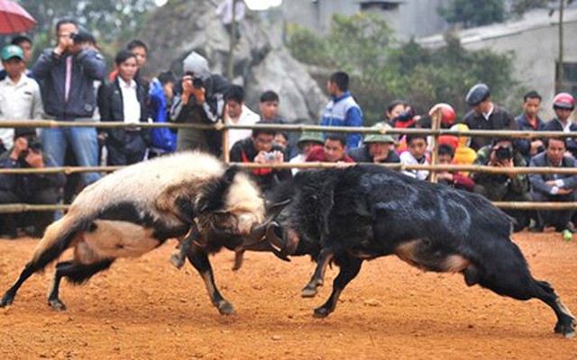 “Cụ” dê vào sới đấu