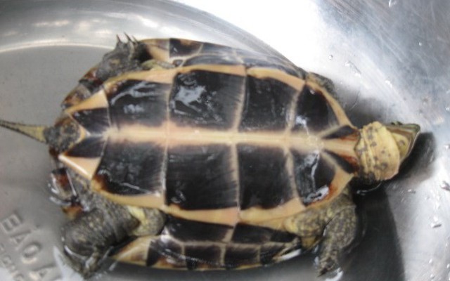 Phú Yên: Rủ nhau đi săn rùa vàng giá trăm triệu