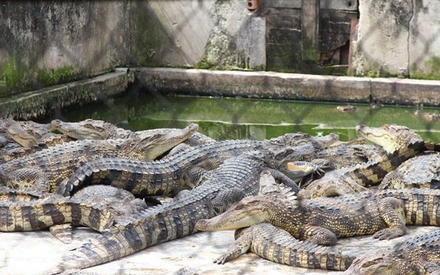 Về thăm “vương quốc” cá sấu