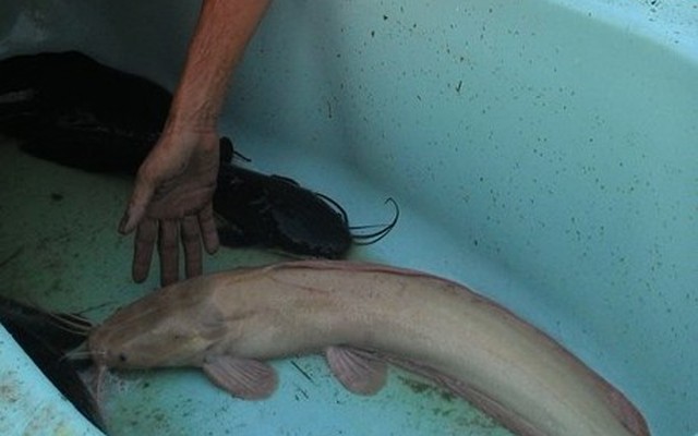 Bắt được cá trê lạ trên sông Sài Gòn