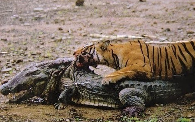 2 lần tủi hổ của vua đầm lầy trước chúa sơn lâm