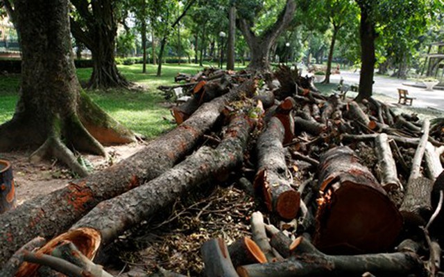 Cận cảnh bãi tập kết gỗ “khủng” sau giông lốc kinh hoàng ở Hà Nội