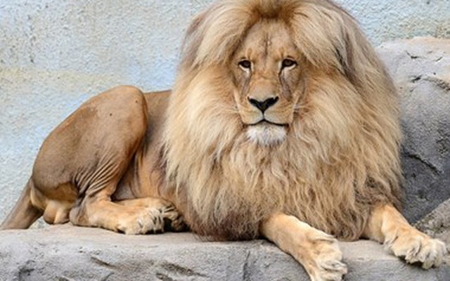 [Photo] Chú sư tử gây sốt nhờ cái bờm vô cùng ấn tượng
