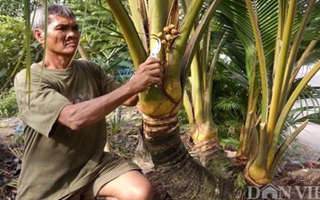 LẠ: Cây dừa 8 thân, 8 đọt “quái” nhất miền Tây