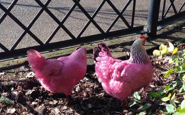 Dân Mỹ phấn khích vì hai con gà màu hồng đi trên phố