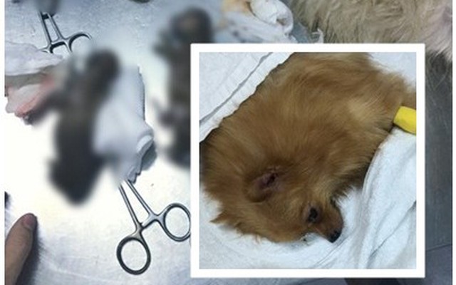 13 chú chó cưng bị đầu độc chết: Chủ nhân nói biết thủ phạm