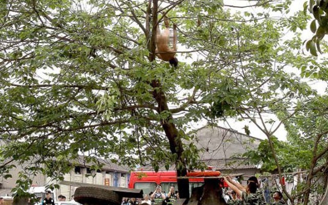 TQ: Thót tim cảnh người đàn ông khỏa thân đánh đu trên cây