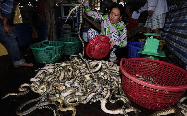 Rùng mình cảnh tay không bắt rắn biển có "nọc độc chết người"