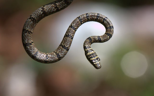 Loài rắn cực lạ có thể bay xa tới 24 mét ở Việt Nam
