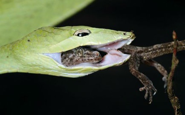 Bí ẩn loài rắn dài gần 2m chết ngay cạnh trứng sau khi đẻ ở VN