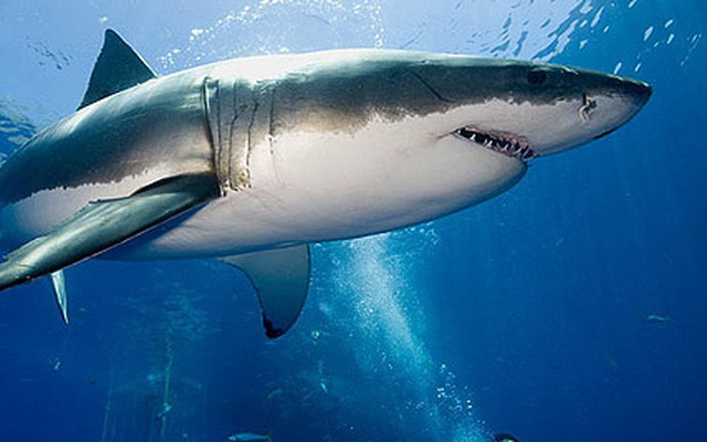 Lần đầu tiên xuất hiện loài cá mập Ninja có khả năng phát sáng