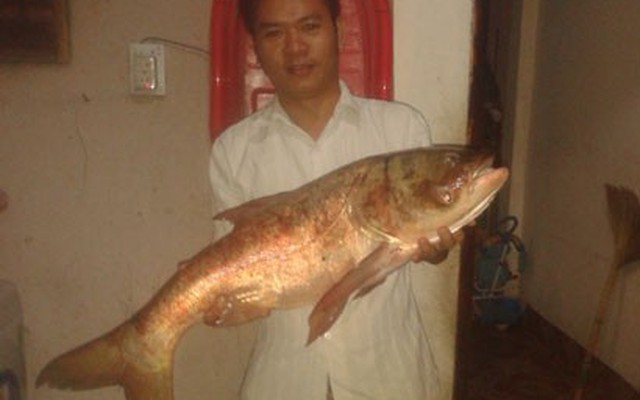 Câu được cá mè "khủng" trên sông Đồng Nai