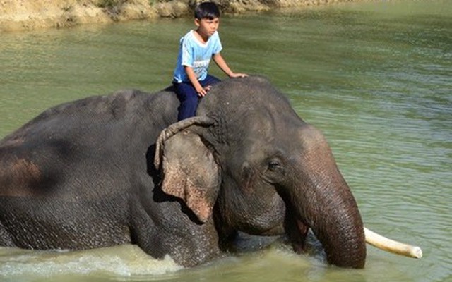 Cận cảnh quản tượng 9 tuổi điều khiển voi ở Buôn Đôn