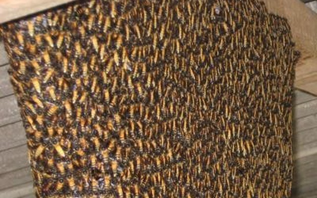 Dượng cột cháu gần tổ ong, ong chích cháu phải nhập viện