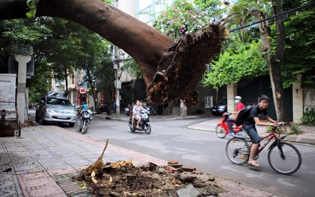 Hình ảnh khó tin về cây lớn bị "nhấc bổng" ở Hà Nội