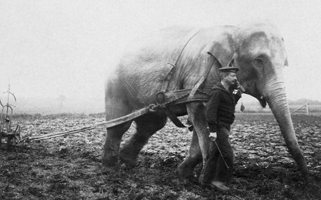 Những con voi đi cày thay trâu ngựa trong Thế chiến thứ I