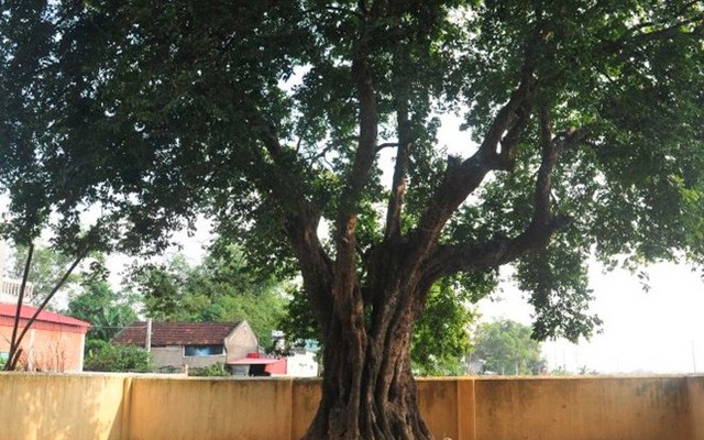 Hai cây thị 600 năm tuổi là cây di sản Việt Nam