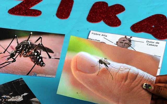 Muỗi biến đổi chống Zika sắp được thả thử nghiệm ở Việt Nam