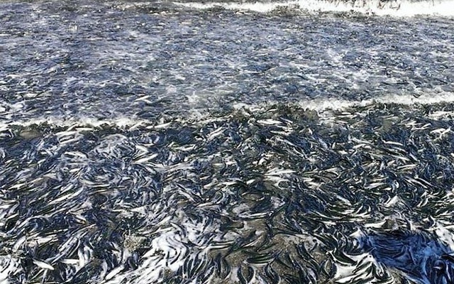 Hiện tượng lạ: Hàng triệu con cá biển "rủ nhau" nhảy lên bờ