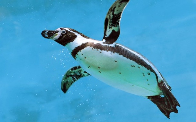 Đây là lý do vì sao dù sống ở Nam Cực siêu lạnh, lông chim cánh cụt không hề đóng băng