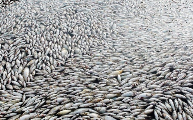 Hàng trăm tấn cá phơi bụng trên mặt sông: Sở đã tìm ra "thủ phạm"
