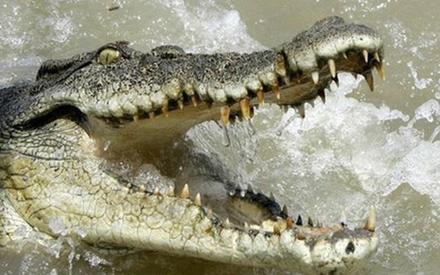 Hóng mát bên sông, bị cá sấu ngoi lên nuốt chửng cánh tay