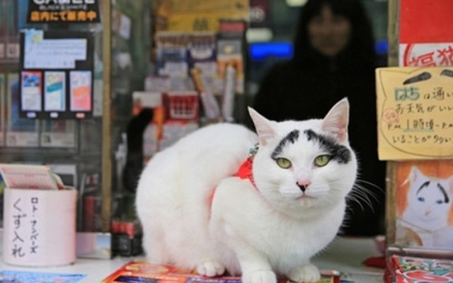 Người dân Nhật Bản lại cuồng mèo may mắn