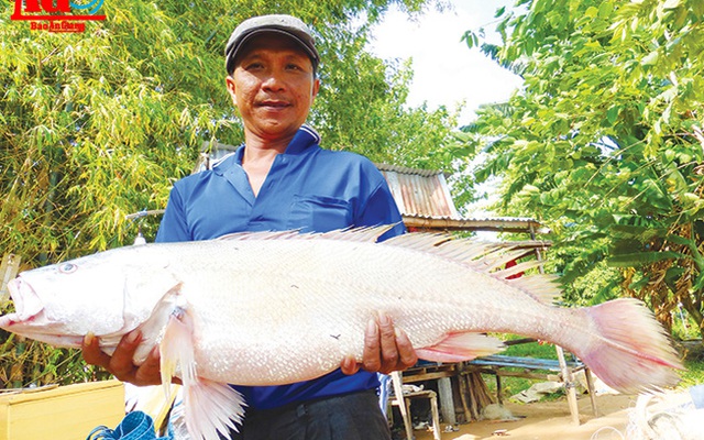 “Lái cá” đặc sản Vàm Nao