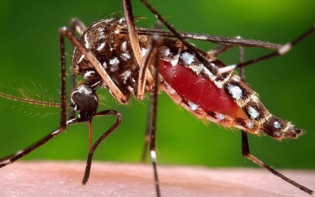 Zika bằng thừa