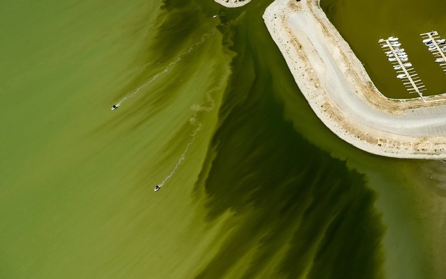 24h qua ảnh: Kinh hãi tảo độc phủ xanh mặt biển ở Mỹ