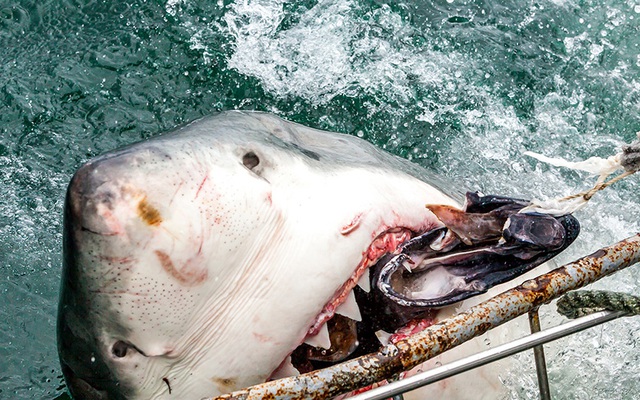 24h qua ảnh: Kinh hãi cá mập trắng lao lên đớp mồi trên thành tàu