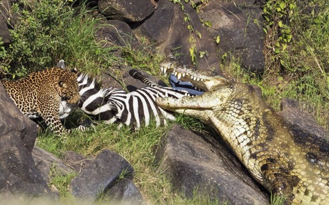 24h qua ảnh: Cá sấu và báo đốm cùng nhau xé xác ngựa vằn