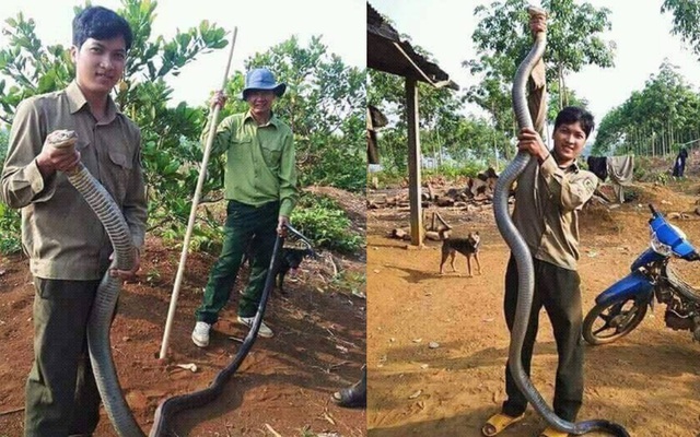 Chàng trai tay không bắt rắn khủng dài hơn 3m