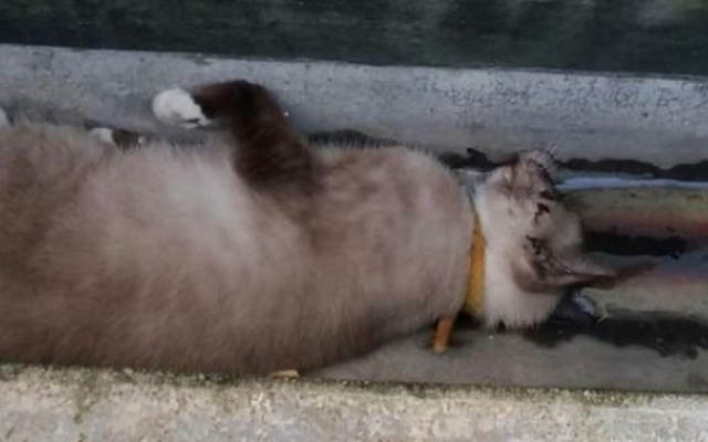 Singapore: Cả nước náo loạn vì một con mèo chết