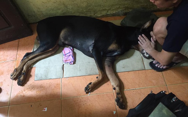 Người đâm chết chó Doberman ở Hà Nội liệu có bị xử phạt?