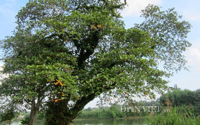 Cận cảnh cây bàng cổ “huyền bí” có giá trăm triệu đồng