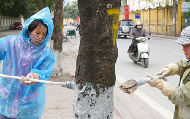 Hà Nội: "Mặc áo" chống rét cho cây